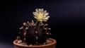 Close up Gymnocalycium mihanovichii with flower cactus or Ruby Ball cacti on pot on isolate black background.