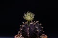 Beautiful Gymnocalycium mihanovichii with flower cactus or Ruby Ball cacti on pot on isolate black background.