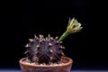 Beautiful Gymnocalycium mihanovichii with flower cactus or Ruby Ball cacti on pot on isolate black background.