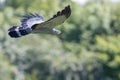 Beautiful gymnogene bird of prey flying. African harrier-hawk fl