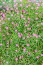 Beautiful gypsophila, babysbreath gypsophila (Gypsophila paniculata L.) blooming in the garden