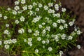 Beautiful Gypsophila flower, babysbreath gypsophila blooming in the garden