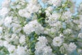 Beautiful gypsophila flowers on light blue background, closeup view Royalty Free Stock Photo