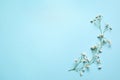 Beautiful gypsophila flowers on light blue background, flat lay with space for text. Floral decor