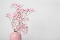 Beautiful gypsophila flowers in pink vase on white background