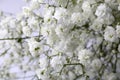 Beautiful gypsophila flowers on white background, closeup view Royalty Free Stock Photo