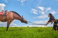 Beautiful gypsy girl leads a stubborn, unruly horse in field with green glass in summer day and blue sky and white clouds Royalty Free Stock Photo