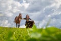 Beautiful gypsy girl walking with a horse in field with green glass in summer day and blue sky and white clouds background. Model Royalty Free Stock Photo