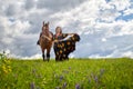 Beautiful gypsy girl walking with a horse in field with green glass in summer day and blue sky and white clouds background. Model Royalty Free Stock Photo