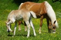 Beautiful haflinger breed horse mare with a young foal Royalty Free Stock Photo