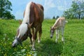 Beautiful haflinger breed mare with a young foal Royalty Free Stock Photo