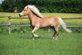 Beautiful haflinger horse with beautiful hair is running on the paddock Royalty Free Stock Photo