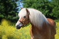 A beautiful haflinger horse head portrait Royalty Free Stock Photo