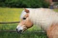 A beautiful haflinger horse head portrait Royalty Free Stock Photo