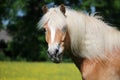 A beautiful haflinger horse head portrait Royalty Free Stock Photo