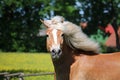 A beautiful haflinger horse head portrait Royalty Free Stock Photo