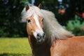 A beautiful haflinger horse head portrait Royalty Free Stock Photo