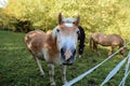 Beautiful haflinger horse head portrait on the paddock