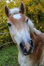 Beautiful haflinger horse head portrait on the paddock Royalty Free Stock Photo