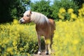 Beautiful Haflinger horse portrait in a rape seed field Royalty Free Stock Photo