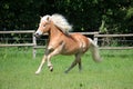 Beautiful haflinger horse is running on the paddock Royalty Free Stock Photo