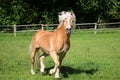 A beautiful haflinger horse is running on the paddock and looking into the camera Royalty Free Stock Photo