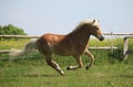 Beautiful haflinger horse is running on the paddock in the sunshine Royalty Free Stock Photo