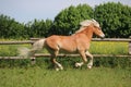 Beautiful haflinger horse is running on the paddock in the sunshine Royalty Free Stock Photo