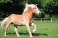 Running haflinger horse on the paddock