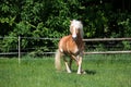 Running haflinger horse on the paddock Royalty Free Stock Photo