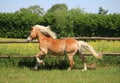 Running haflinger horse on the paddock Royalty Free Stock Photo