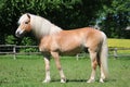 Haflinger horse portrait on the paddock Royalty Free Stock Photo