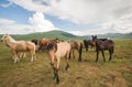 Beautiful haflinger horses in the plateau of Pian Grande during spring day, Castelluccio di Norcia, national park of Monti SIbilli Royalty Free Stock Photo