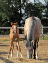 Beautiful haflinger mare with a foal Royalty Free Stock Photo