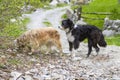 Beautiful haired dogs in a countryside, Bichon Havanais breed