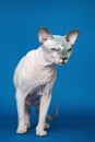 Hairless Canadian Sphynx cat standing on blue background and looking