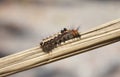 beautiful hairy caterpillar on dry twig . Royalty Free Stock Photo