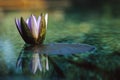Beautiful half-bloomed waterlily flower on a lily pad at a pond Royalty Free Stock Photo