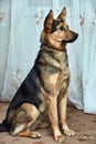 Half-breed dog German shepherd close-up Royalty Free Stock Photo