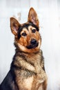 Half-breed dog German shepherd close-up Royalty Free Stock Photo