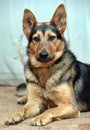 Half-breed dog German shepherd close-up Royalty Free Stock Photo