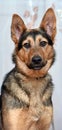 Half-breed dog German shepherd close-up Royalty Free Stock Photo