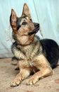 Half-breed dog German shepherd close-up Royalty Free Stock Photo