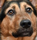 Half-breed dog German shepherd close-up Royalty Free Stock Photo