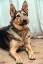 Half-breed dog German shepherd close-up Royalty Free Stock Photo