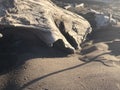 Windswept driftwood resting in windswept sand on a northwest beach