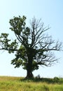 Beautiful half leafless oak tree on a field on a summer day