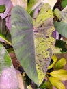 Beautiful half moon and speckled green and black pattern of Mojito Elephant Ear Plant Colocasia