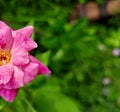 A beautiful half rose with green backround.