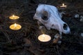 Beautiful halloween composition with runes, skull, tarot and candles on the grass in dark autumn forest. Ritual